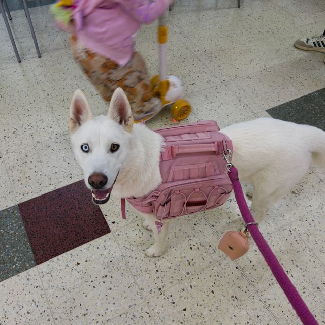 Mochila para perros